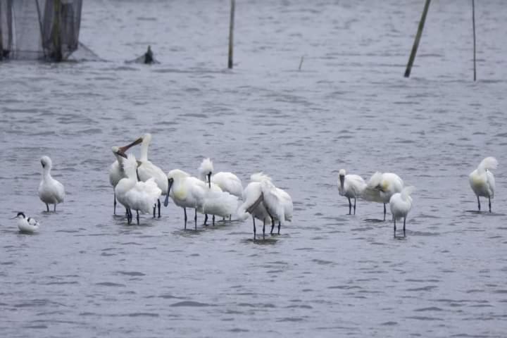 Water Bird Family Daire Toucheng Dış mekan fotoğraf