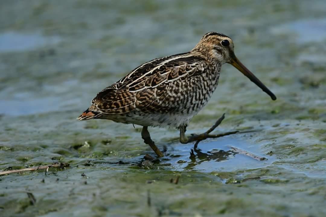 Water Bird Family Daire Toucheng Dış mekan fotoğraf