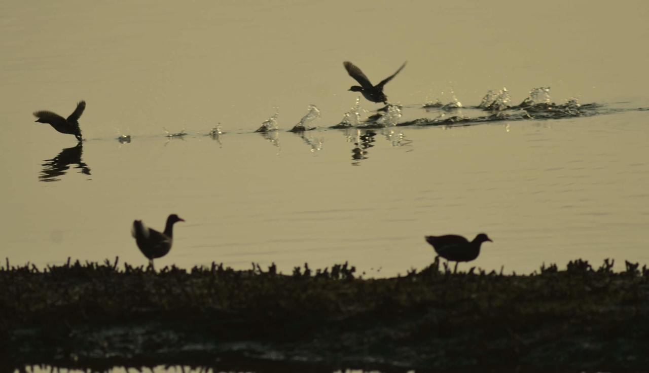 Water Bird Family Daire Toucheng Dış mekan fotoğraf